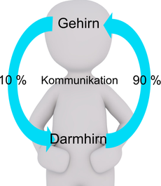 Darm-Gehirn-Achse