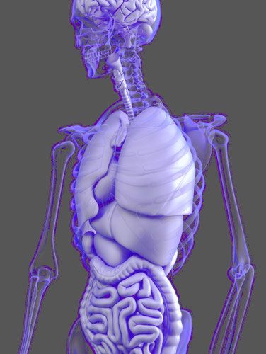 Vegetatives Nervensystem