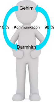 Kommunikationswege Darm Gehirn