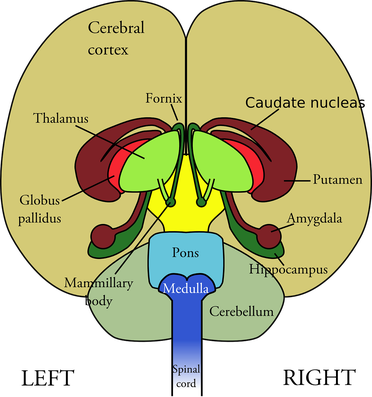 Limbisches System