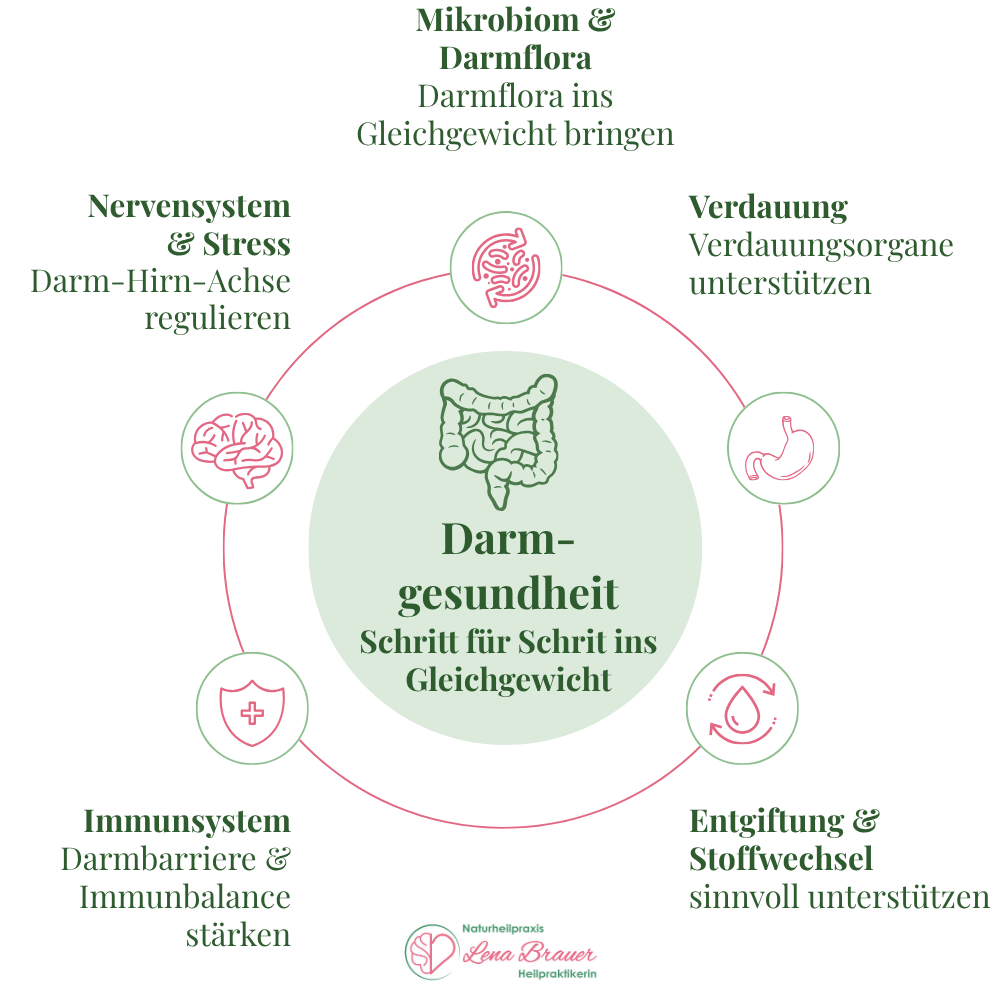 Grafik: Zusammenspiel der Organsysteme bei der Darmtherapie – Heilpraktikerin Lena Brauer