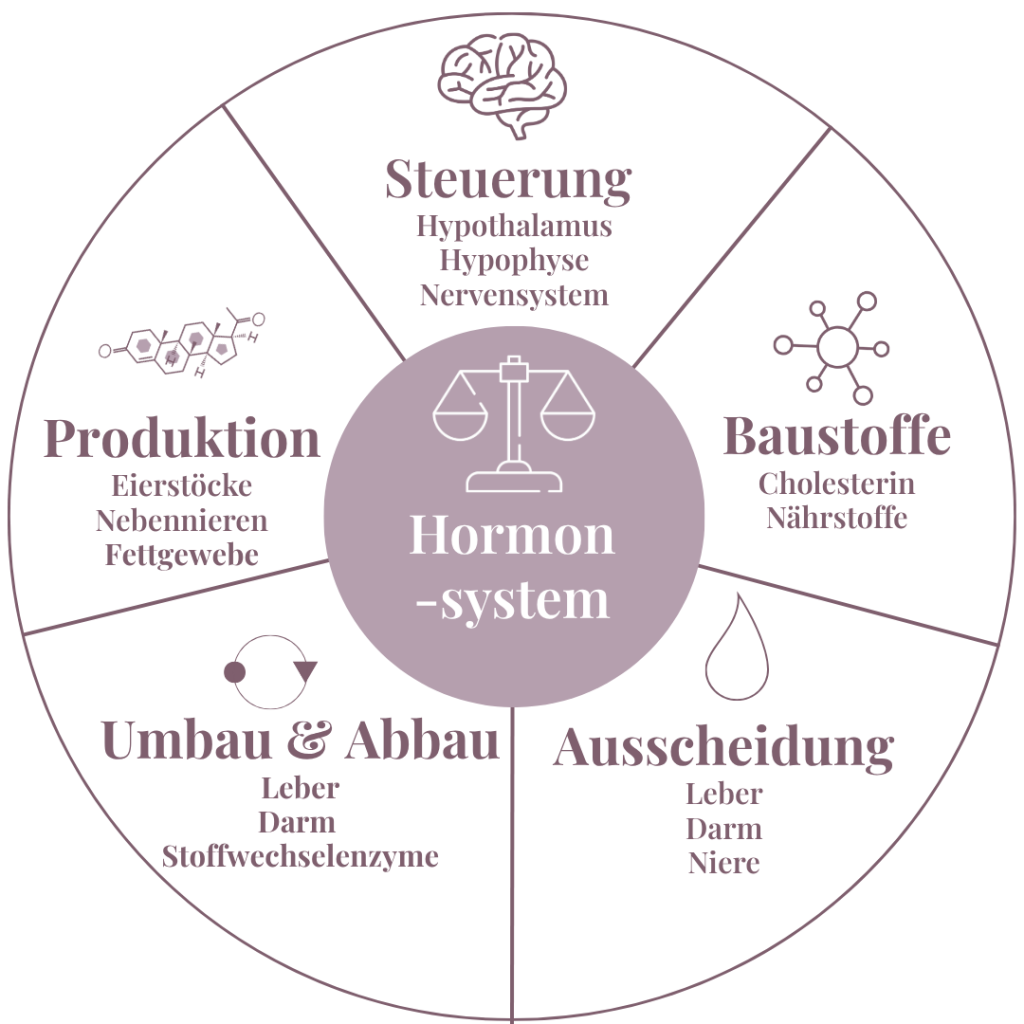 Hormonsystem mit den fünf Bereichen Steuerung, Produktion, Baustoffe, Umbau und Abbau sowie Ausscheidung