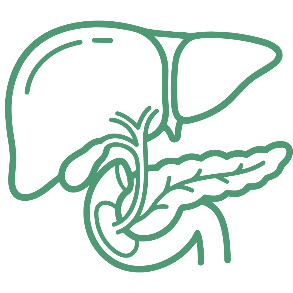 Symbol Leber Galle Pankreas Verdauungsanhangsorgane
