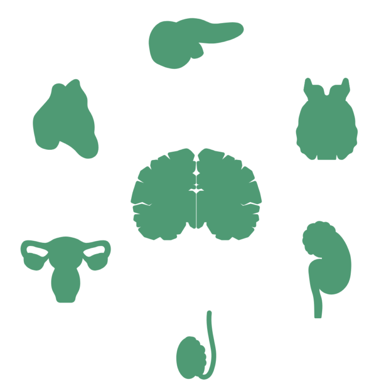 Symbol Hormontherapie Organe