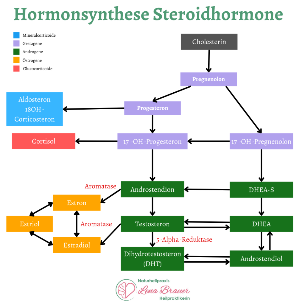 Hormonsynthese der Steroidhormone: aus Cholesterin entstehen über Pregnenolon, Progesteron und DHEA die Hormone Cortisol, Aldosteron, Testosteron, Estradiol, Estron und Estriol