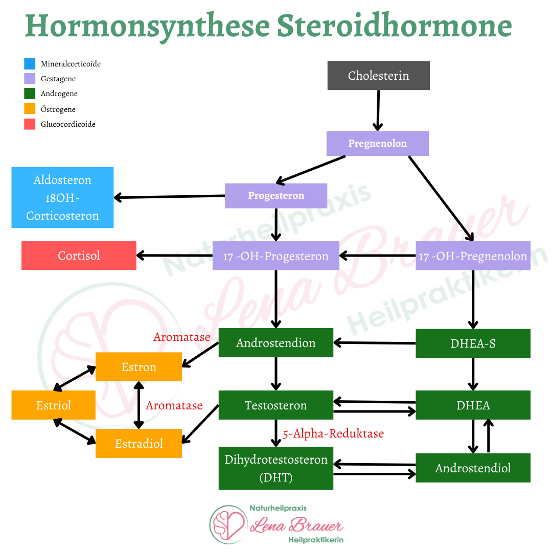 Grafik Steroidhormone Hormonsynthese
