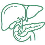 Symbol Leber, Galle und Pankreas bei Verdauungsschwäche