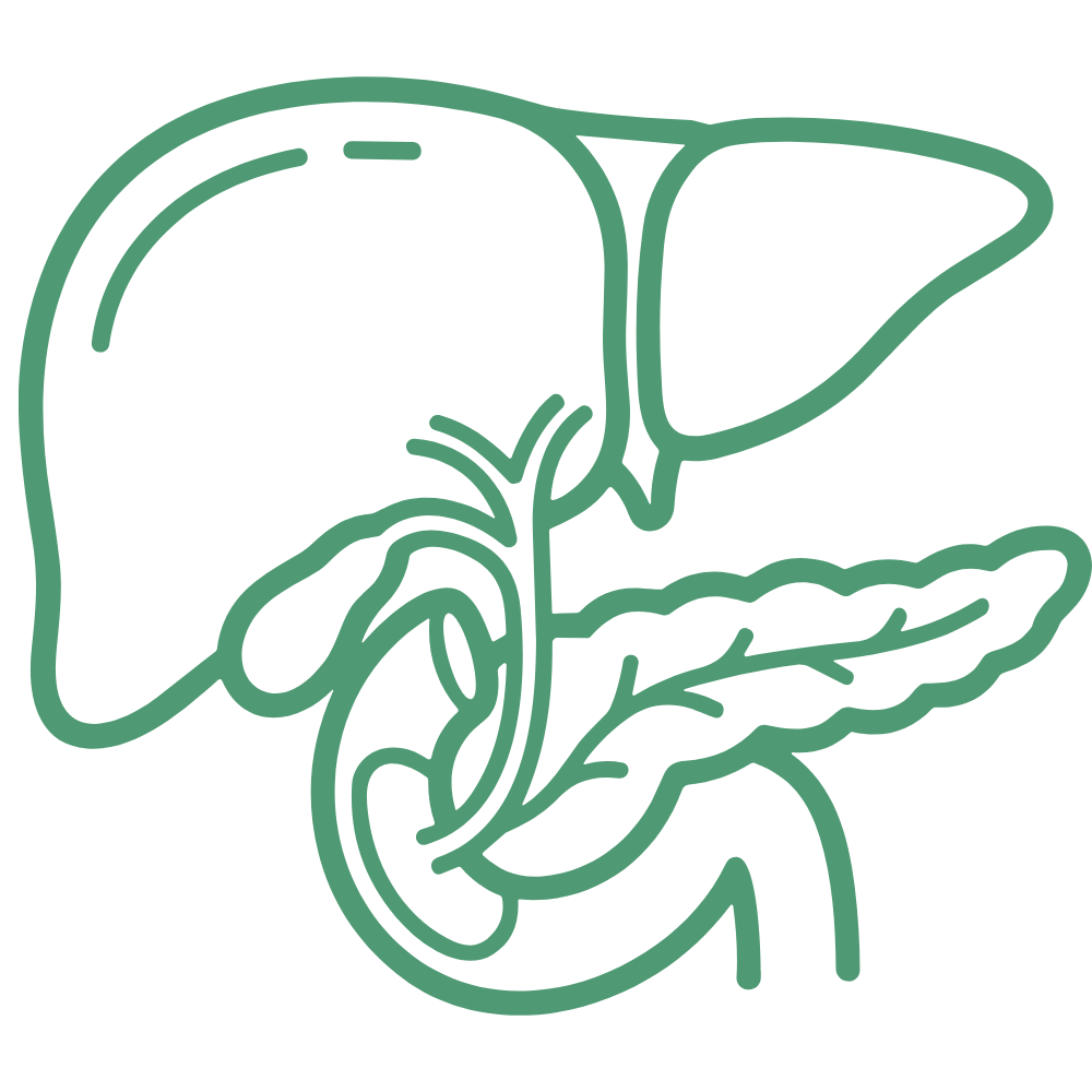 Symbol Leber, Galle und Pankreas bei Verdauungsschwäche
