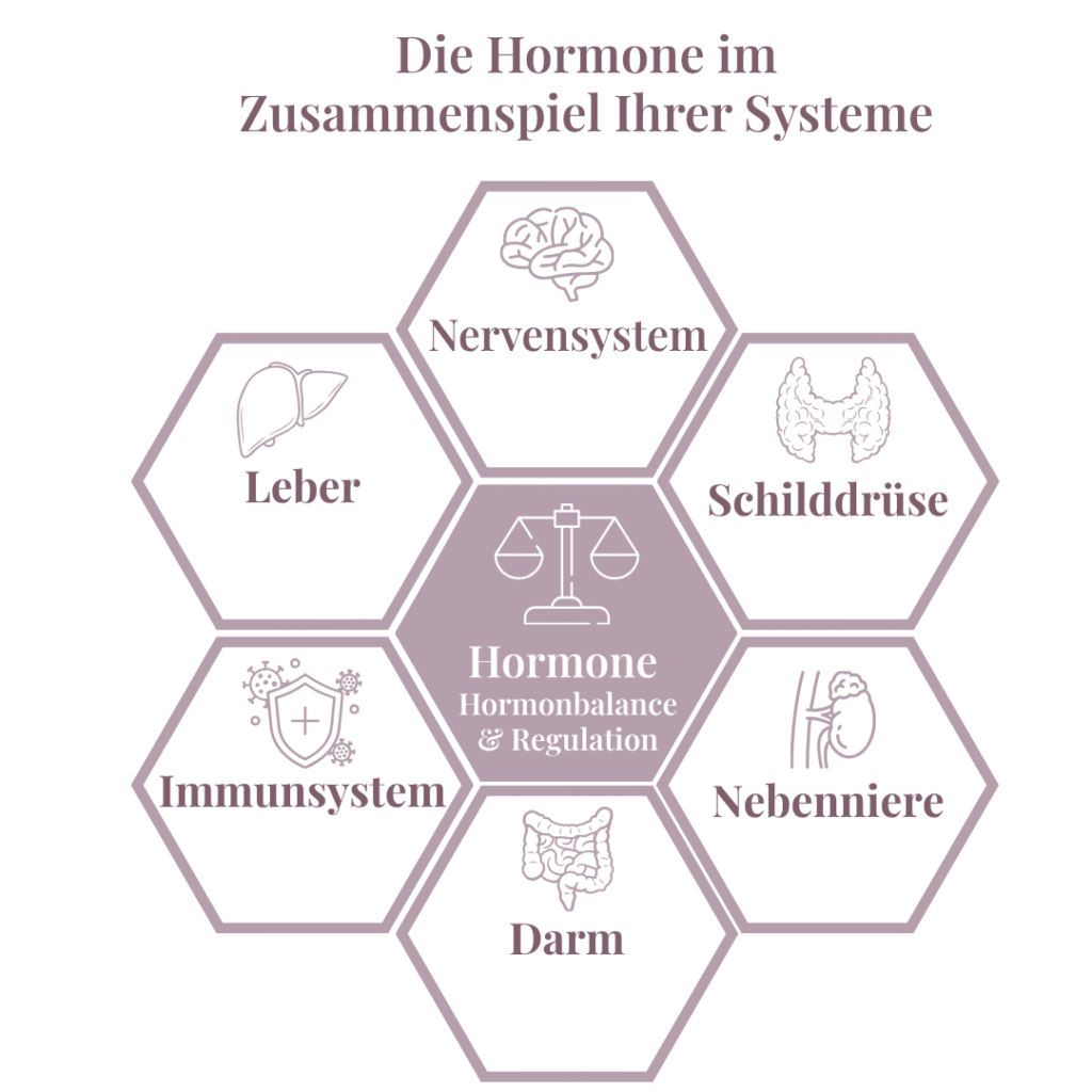 Grafik Hormonregulation Naturheilkunde