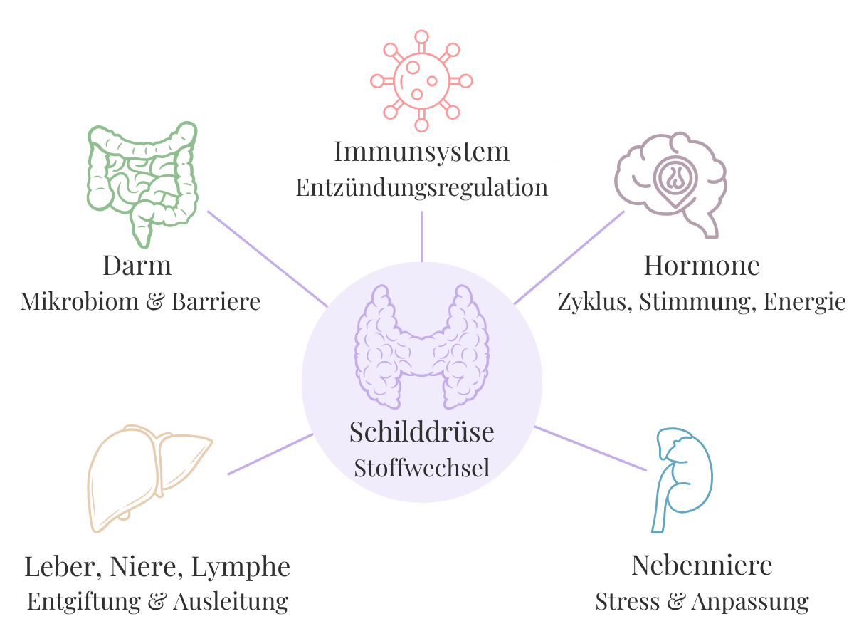 Die Schilddrüse im Mittelpunkt, verbunden mit den Systemen Darm (Mikrobiom und Barriere), Nebenniere (Stress und Anpassung), Immunsystem, Hormone und Entgiftung