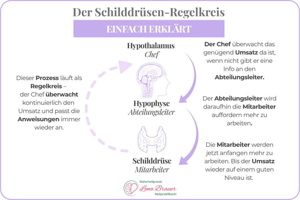 Schilddrüsen-Regelkreis einfach erklärt: Hypothalamus als Chef, Hypophyse als Abteilungsleiter, Schilddrüse als Mitarbeiter