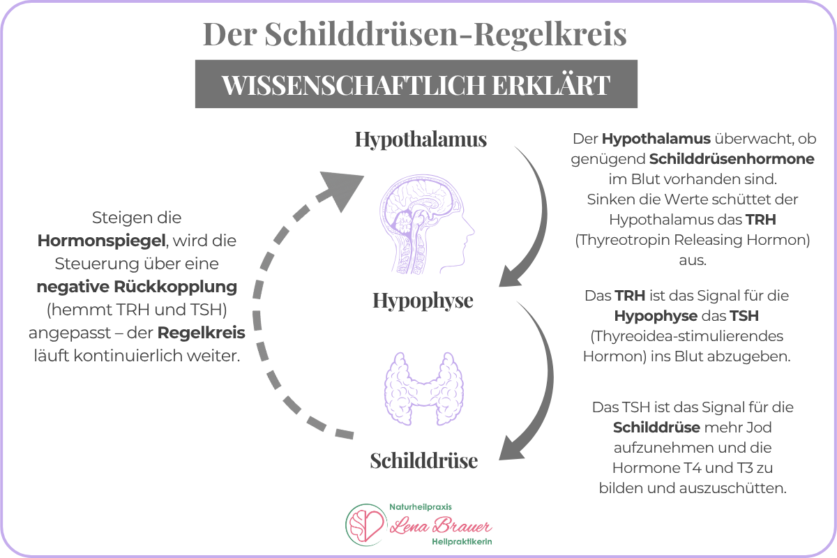 Schilddrüsen-Regelkreis wissenschaftlich erklärt: TRH, TSH, T4 und T3 mit negativer Rückkopplung